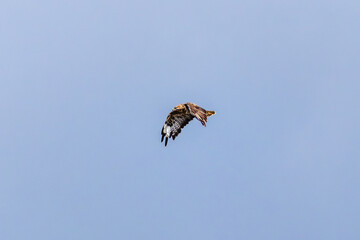 Common Buzzard (Buteo buteo) Spotted in Turvey Nature Reserve, Dublin, Ireland