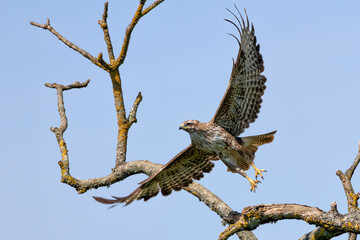Common Buzzard (Buteo buteo) Spotted in Turvey Nature Reserve, Dublin, Ireland