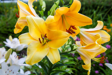 The flowers of the golden lily (Latin Lilium auratum) with beautiful yellow petals on a background of green leaves. Flora plants flowers.