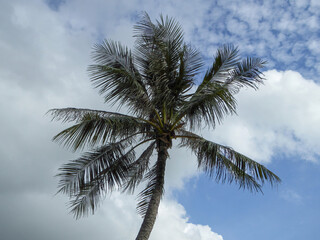Palm tree against blue cloudy sky, picture taken from below