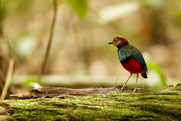 The Sulawesi pitta (Erythropitta celebensis) is a species of pitta.It is endemic to Indonesia where it occurs in Sulawesi.
