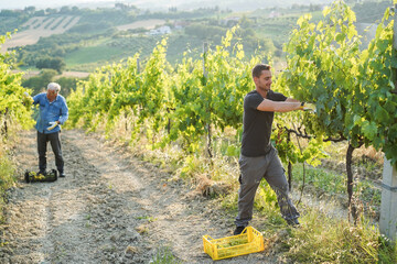 Multigenerational workers collecting grapes for oganic wine making - Tradition, farmer lifestyle and small business concept - Focus on right man face