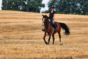 Brown horse with rider in motion on a stubble field