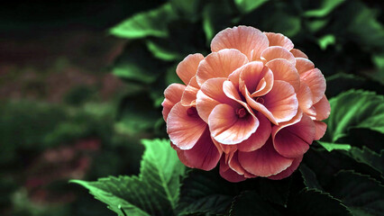 Stunning vibrant pink Begonia flowers in a minimalist garden setting, with a soft blurred background, perfect for home and garden themes. 