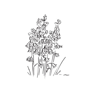 Bluebells illustration in black and white. A collection of bluebells found in woodland. Illustrated by hand and vectorised for a variety of uses. Florals, arrangement, decorative, cute drawing.