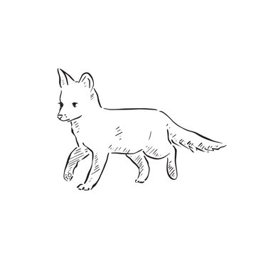 baby fox line drawing