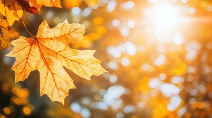 Fototapeta premium Close-up of autumn leaf illuminated by sunlight with golden bokeh background