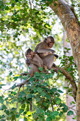 Two macaques eating fruits on top of tree