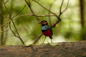 The Sulawesi pitta (Erythropitta celebensis) is a species of pitta.It is endemic to Indonesia where it occurs in Sulawesi.