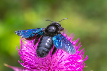 Close ip view of a violet carpenter bee or Xylocora sonorina collects nectar on a beautiful bright pink field flower. Selective focus