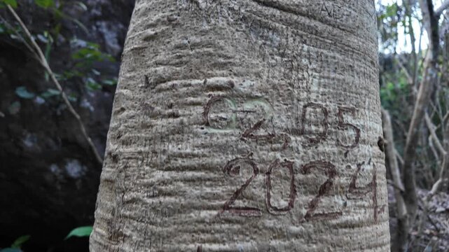 4k video footage of Vandalism actions such as carving writing into tree trunks with sharp objects. Scribbling on random places is an uncivilized behavior.