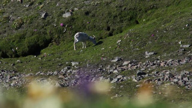 Single Dall Sheep Grazing On The Meadows Of Sheep Mountain In Kluane National Park, Yukon, Canada. Selective Focus Shot