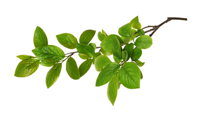Beautiful spring branch with green leaves isolated on white or transparent background