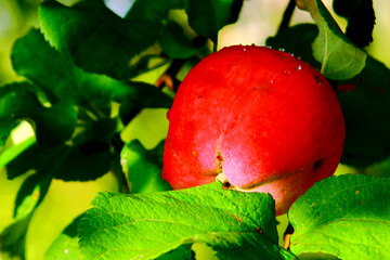 Apples on a tree branch. Still life in an apple orchard.Soft blurred background. Green branches.Close-up.Macro.Postcard.Food concept. For advertising.