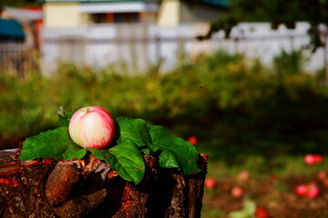 Apples on a tree branch. Still life in an apple orchard.Soft blurred background. Green branches.Close-up.Macro.Postcard.Food concept. For advertising.