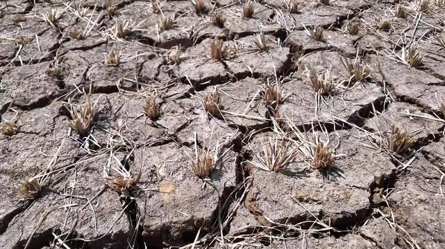 Cracked soil in paddy rice field. Drought, crop failure, global warming, climate change concept. Abstract texture background. Dried cracked earth ground texture.