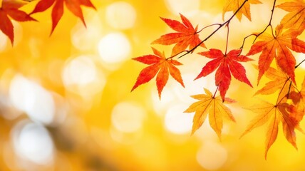 Vibrant autumn leaves on tree branches with blurred background