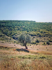 Natural autumn scene with a single tree in the valley and a view to the forest in the background