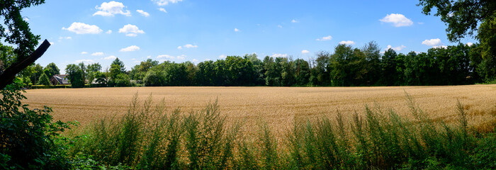 Panorama photo mid summer of an agricultural land with grain situated between the woods. With a blue sky with white clouds.