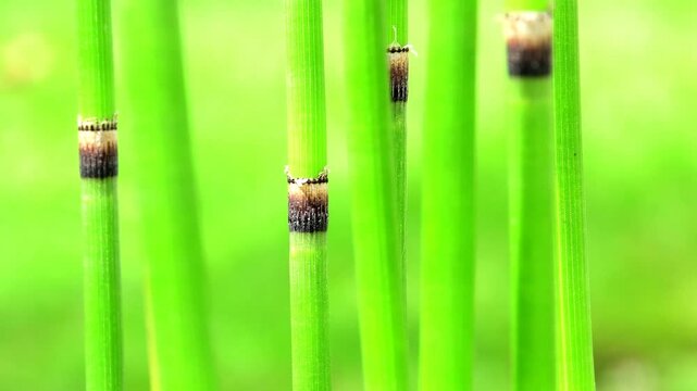 Horsetail in a closeup with green, blurred background
