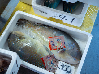 沖縄の魚市場泊いゆまちで売られている沖縄三大高級魚マクブ