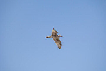 White seagull in flight against a clear blue sky, its wings fully extended and gliding effortlessly. Perfect for themes of freedom and nature's beauty.
