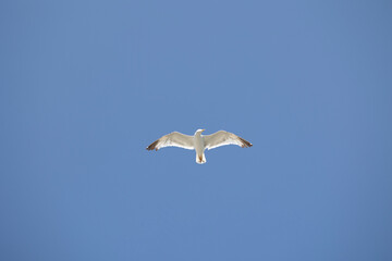 White seagull in flight against a clear blue sky, its wings fully extended and gliding effortlessly. Perfect for themes of freedom and nature's beauty.