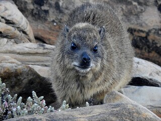 Rock Hyrax on Table Mountain, Cape Town
