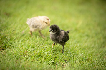 young chicken on green grass