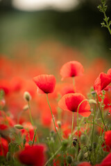 red poppies in the field