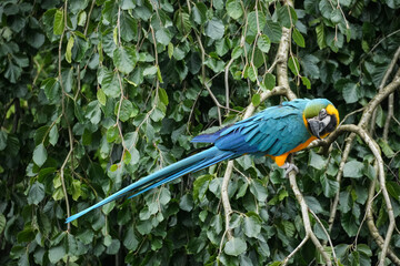 blue and yellow macaw ara © Alina