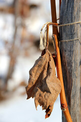 Grape vine in winter