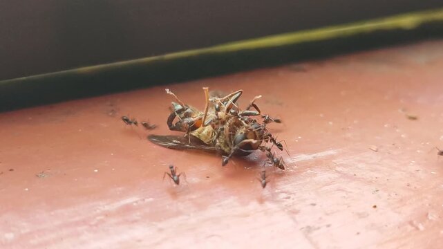 Dying bee struggling surrounded by black ants