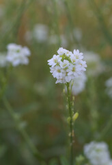 Beautiful close-up of berteroa incana