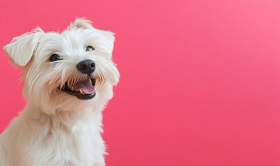 A happy white dog with a smile on a vibrant pink background , Generative AI