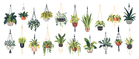 Set of macrame plant in pot. Garden house indoor hanger flowerpots. Hanging macrame home plants for interior decor. Vector flat hand drawn illustration