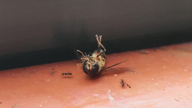 Dying bee struggling surrounded by black ants