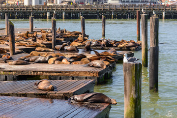 Sea lions at Pier 39 in San Francisco, USA