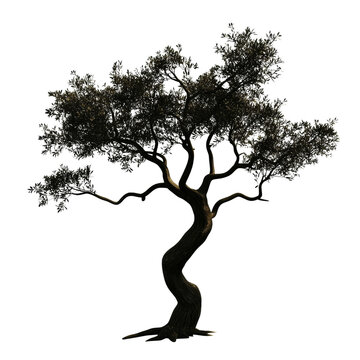 Majestic Olive Tree Silhouette Against Black Background with Intricate Branches and Leaves