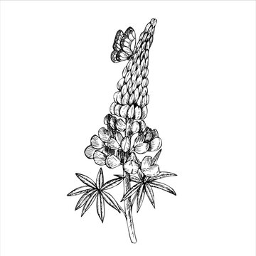 recommend clip art: Vector lupine with butterfly. Hand painted flower. Graphic clip art isolated on background. Botanical and wedding illustration. For designers, invitations, decoration, postcards, wr