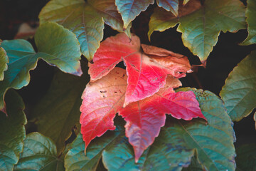 red maple leaves