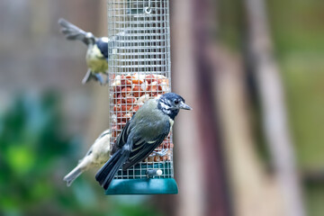 Blue tits, Cyanistes caeruleus, feeding from a peanut feeder hanging in a garden. Hampshire, UK. © Rixie