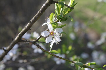 tree blossom