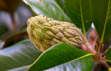 Close up of Magnolia grandiflora conelike seedpod