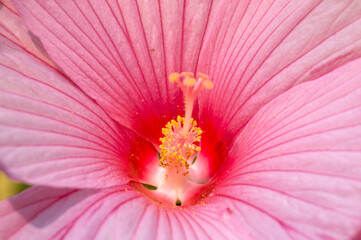 Close up of Hibiscus moscheutos var. palustris
Pink Mallow, Pink Rose Mallow