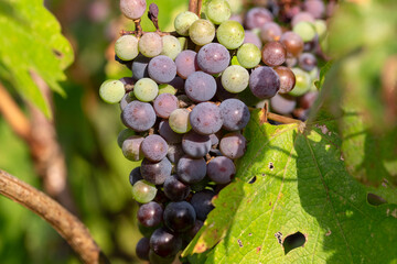 Branch of blue grapes on vine in vineyard