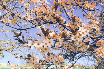 Albero fiorito in primavera