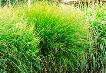 Ornamental green grass with plumes in the garden, abstract background