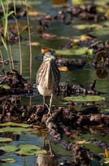 Green Heron