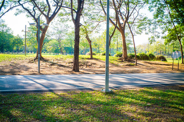 Green meadow with tree city park pathway sunset evening light